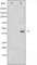 Histone Deacetylase 8 antibody, abx010902, Abbexa, Western Blot image 