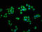 MCTS1 Re-Initiation And Release Factor antibody, LS-C372304, Lifespan Biosciences, Immunofluorescence image 