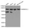 Heterogeneous Nuclear Ribonucleoprotein U Like 1 antibody, abx003357, Abbexa, Western Blot image 