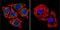 Presenilin 2 antibody, GTX15548, GeneTex, Immunofluorescence image 