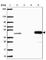 Betaine--Homocysteine S-Methyltransferase antibody, HPA058310, Atlas Antibodies, Western Blot image 