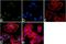 ETS Proto-Oncogene 1, Transcription Factor antibody, 44-1111G, Invitrogen Antibodies, Immunofluorescence image 