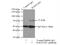 Rac GTPase Activating Protein 1 antibody, 13739-1-AP, Proteintech Group, Immunoprecipitation image 