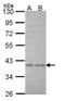 Eukaryotic Translation Initiation Factor 3 Subunit I antibody, NBP2-16300, Novus Biologicals, Western Blot image 