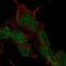 CKLF Like MARVEL Transmembrane Domain Containing 8 antibody, PA5-67283, Invitrogen Antibodies, Immunofluorescence image 