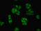 Parvalbumin antibody, LS-C370190, Lifespan Biosciences, Immunofluorescence image 