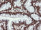 TRNA Methyltransferase 2 Homolog A antibody, LS-C174172, Lifespan Biosciences, Immunohistochemistry frozen image 