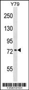 Katanin p80 WD40-containing subunit B1 antibody, 58-590, ProSci, Western Blot image 