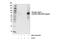 Autophagy Related 13 antibody, 26839S, Cell Signaling Technology, Western Blot image 