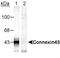 Gap Junction Protein Alpha 1 antibody, NB100-722, Novus Biologicals, Western Blot image 