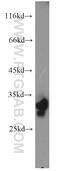 Phytanoyl-CoA Dioxygenase Domain Containing 1 antibody, 16125-1-AP, Proteintech Group, Western Blot image 