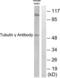 Tubulin Gamma 1 antibody, LS-B7653, Lifespan Biosciences, Western Blot image 