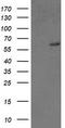 General Transcription Factor IIF Subunit 1 antibody, LS-C337456, Lifespan Biosciences, Western Blot image 