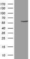 Zinc Finger Protein 213 antibody, LS-C795394, Lifespan Biosciences, Western Blot image 
