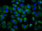 Iodotyrosine Deiodinase antibody, LS-C680698, Lifespan Biosciences, Immunofluorescence image 