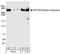 Spectrin Alpha, Non-Erythrocytic 1 antibody, A301-249A, Bethyl Labs, Western Blot image 