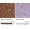 G Protein Subunit Alpha O1 antibody, NBP2-38477, Novus Biologicals, Immunohistochemistry paraffin image 
