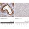 WD Repeat Domain 62 antibody, NBP2-47582, Novus Biologicals, Immunohistochemistry paraffin image 