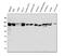 Leucine Rich Pentatricopeptide Repeat Containing antibody, A03264, Boster Biological Technology, Western Blot image 