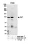 RB Binding Protein 8, Endonuclease antibody, NB100-79810, Novus Biologicals, Western Blot image 