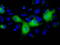 CD171 antibody, LS-C114812, Lifespan Biosciences, Immunofluorescence image 