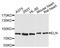 Elastin antibody, LS-B14382, Lifespan Biosciences, Western Blot image 