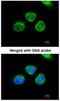 Aldo-Keto Reductase Family 7 Member A2 antibody, NBP1-32828, Novus Biologicals, Immunocytochemistry image 