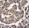 TRIM72 antibody, LS-C160212, Lifespan Biosciences, Immunohistochemistry frozen image 