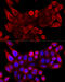 Voltage Dependent Anion Channel 3 antibody, 13-710, ProSci, Immunofluorescence image 