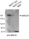 BRCA1 DNA Repair Associated antibody, MA1-23160, Invitrogen Antibodies, Western Blot image 