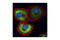 Eukaryotic Translation Initiation Factor 4H antibody, 2444S, Cell Signaling Technology, Immunocytochemistry image 