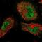 TRAF-Type Zinc Finger Domain Containing 1 antibody, NBP1-81875, Novus Biologicals, Immunofluorescence image 