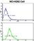 E74 Like ETS Transcription Factor 4 antibody, abx033216, Abbexa, Western Blot image 