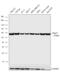 Protein Disulfide Isomerase Family A Member 3 antibody, PA3-009, Invitrogen Antibodies, Western Blot image 