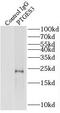 Prostaglandin E Synthase 3 antibody, FNab06918, FineTest, Immunoprecipitation image 