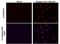 Dengue virus antibody, GTX629117, GeneTex, Immunohistochemistry paraffin image 