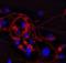 Cathelicidin Antimicrobial Peptide antibody, NBP1-46781, Novus Biologicals, Immunofluorescence image 