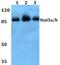 Signal Transducer And Activator Of Transcription 5A antibody, PA5-36075, Invitrogen Antibodies, Western Blot image 