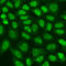 hRap1 antibody, A15163, ABclonal Technology, Western Blot image 