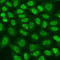 TERF2 Interacting Protein antibody, A15163, ABclonal Technology, Western Blot image 