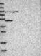 WD repeat-containing protein 60 antibody, NBP1-90437, Novus Biologicals, Western Blot image 