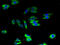Atlastin GTPase 2 antibody, A66526-100, Epigentek, Immunofluorescence image 