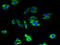 ADP-ribosylation factor-like protein 6-interacting protein 2 antibody, A66526-100, Epigentek, Immunofluorescence image 