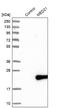 Mediator Complex Subunit 21 antibody, NBP1-87006, Novus Biologicals, Western Blot image 