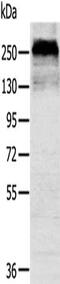 Chondroitin Sulfate Proteoglycan 4 antibody, CSB-PA575237, Cusabio, Western Blot image 