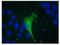 Potassium Two Pore Domain Channel Subfamily K Member 9 antibody, GTX47674, GeneTex, Immunofluorescence image 