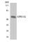 G Protein-Coupled Receptor 142 antibody, LS-B14668, Lifespan Biosciences, Western Blot image 