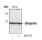 Ubiquitin A-52 Residue Ribosomal Protein Fusion Product 1 antibody, PA5-17067, Invitrogen Antibodies, Western Blot image 