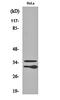 C1QL2 antibody, orb160179, Biorbyt, Western Blot image 