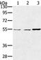 Sestrin 2 antibody, PA5-50756, Invitrogen Antibodies, Western Blot image 